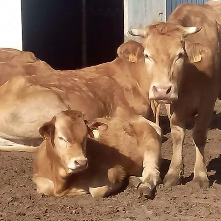 Vitoria's House 3* Vila Nova de Famalicão