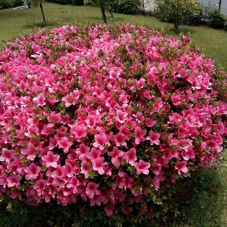 Vitoria's House Vila Nova de Famalicão