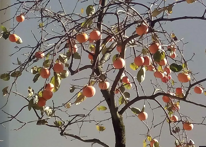 Vitoria's House 게스트하우스