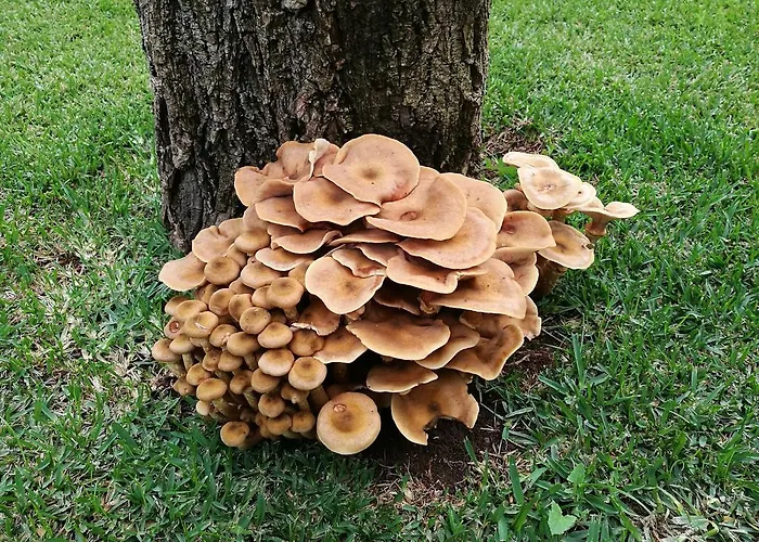 게스트하우스 Vitoria's House 빌라노바데파말리카오